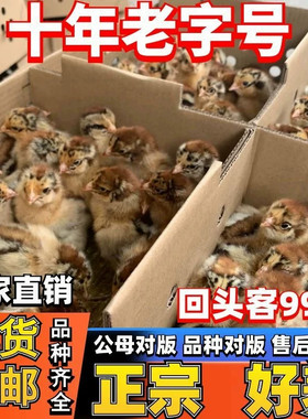 （30只装）正宗纯种麻鸡小鸡黄脚鸡五黑青脚麻羽鸡散养【宠物鸡】