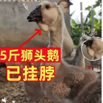 （6只装）正宗纯种澄海狮头鹅特大观赏鹅农家散养潮汕【宠物鸭】