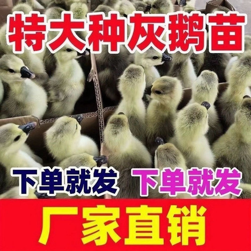 （6只装）正宗纯种大种灰鹅看家鹅特大观赏鹅农家散养【宠物鸭】1