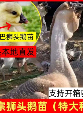 正宗狮头鹅苗特大纯种灰狮头鹅活苗白狮头鹅苗潮汕狮头脱温宠物鹅