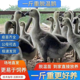 一斤大种灰鹅活体纯种雁鹅黑棕马岗鹅广东朗德鹅活体看家宠物鹅