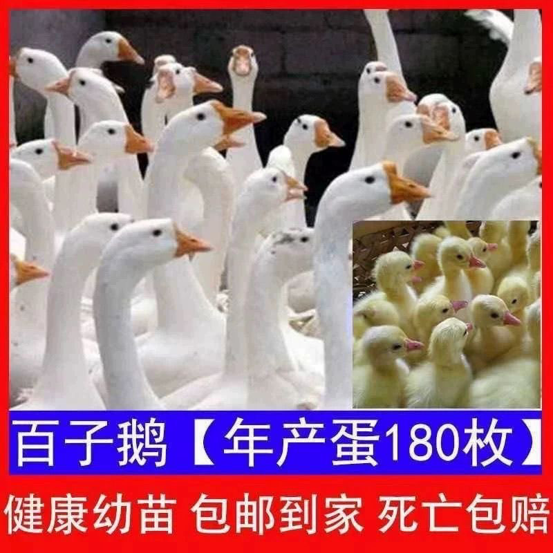(6只装)四季白鹅农村散养快大浙东白鹅五龙鹅皖西鹅【宠物鸭】17