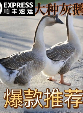灰鹅活苗小鹅出壳苗大型鹅活体大灰鹅幼苗下蛋母鹅狮头鹅苗宠物鹅