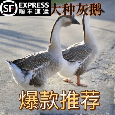 灰鹅活苗小鹅出壳苗大型鹅活体大灰鹅幼苗下蛋母鹅狮头鹅苗宠物鹅