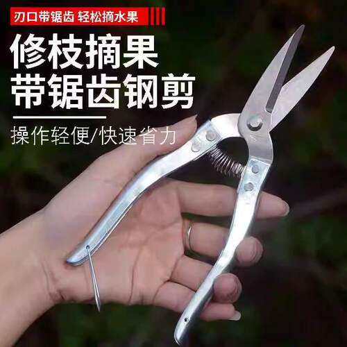 罗定园艺剪刀修枝剪果园摘果剪树枝果树剪子家用树剪刀园林修花