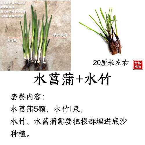 水菖蒲水培乌龟缸净化水质室内新鲜网红懒人菖蒲组合增氧水草水养