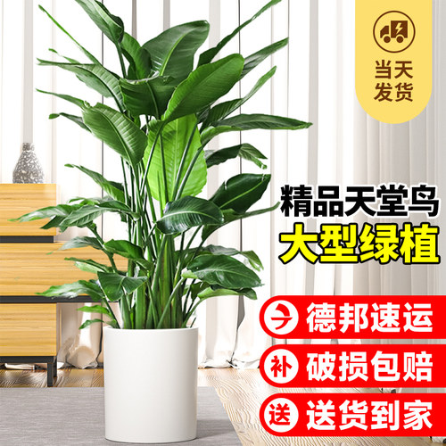 天堂鸟盆栽室内客厅高级感大型绿植办公室大叶植物高端鹤望兰新房