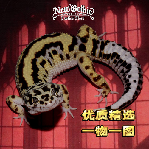 豹纹守宫一物一图