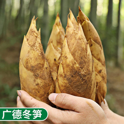 新鲜现挖冬笋绿蛮园野生特产