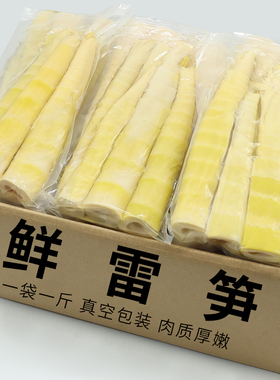 雷笋新鲜清水笋商用笋临安雷笋大竹笋鲜笋尖火锅食材竹笋脆笋鲜笋
