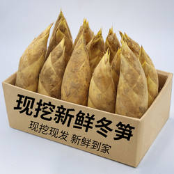 冬笋 新鲜冬笋浙江安吉冬笋鲜笋新鲜现挖5斤竹笋大冬笋蔬菜黄泥笋