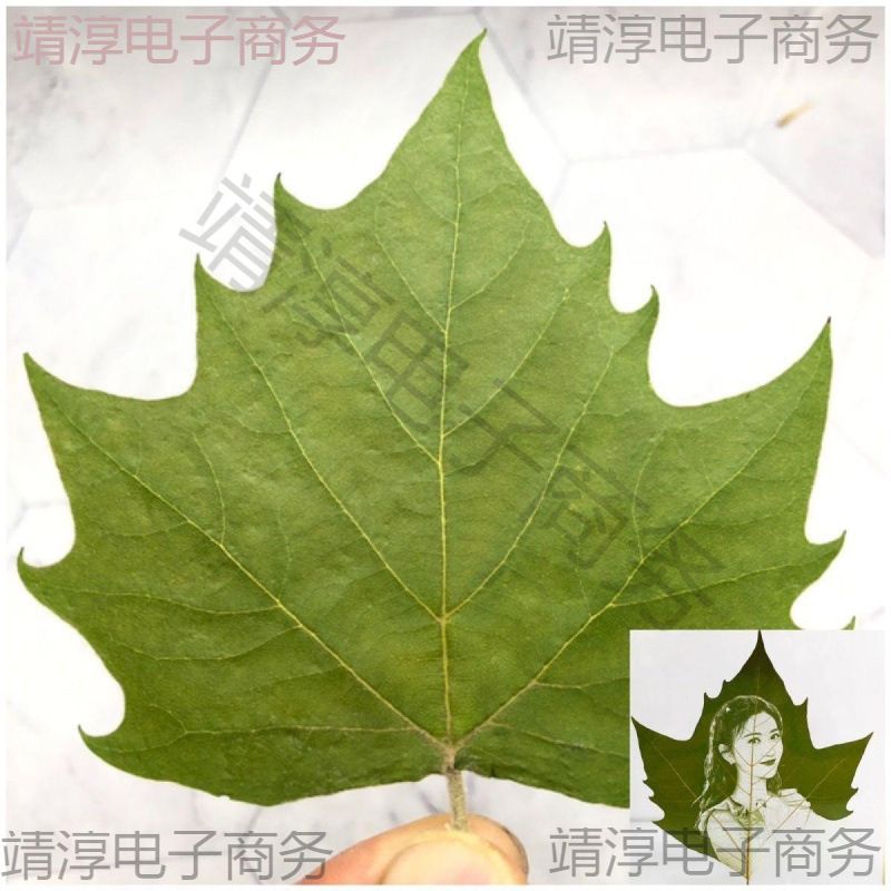 30片叶专用叶子激光手工梧桐叶,干燥平整叶梧桐叶叶子刻