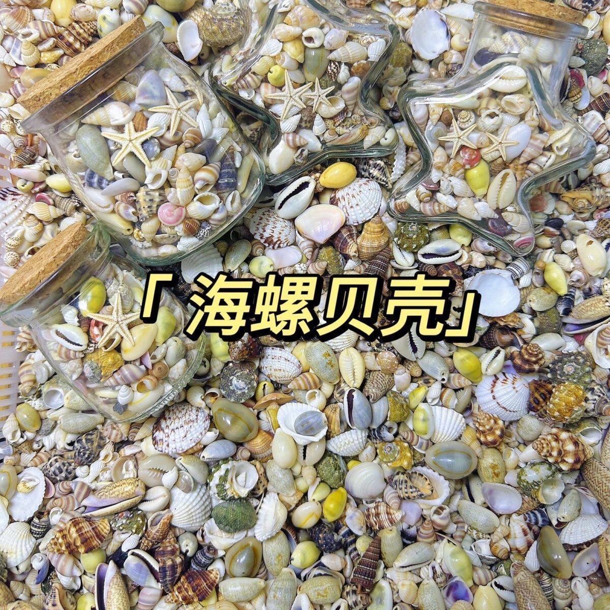 超可爱迷你天然海螺贝壳海星0.5-2cm散装许愿瓶装鱼缸造景手工DIY