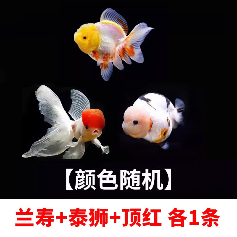 【精品高质】兰寿金鱼淡水锦鲤观赏鱼种国粹泰狮小金鱼活鱼好养