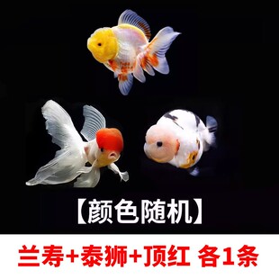 【精品高质】兰寿金鱼淡水锦鲤观赏鱼种国粹泰狮小金鱼活鱼好养