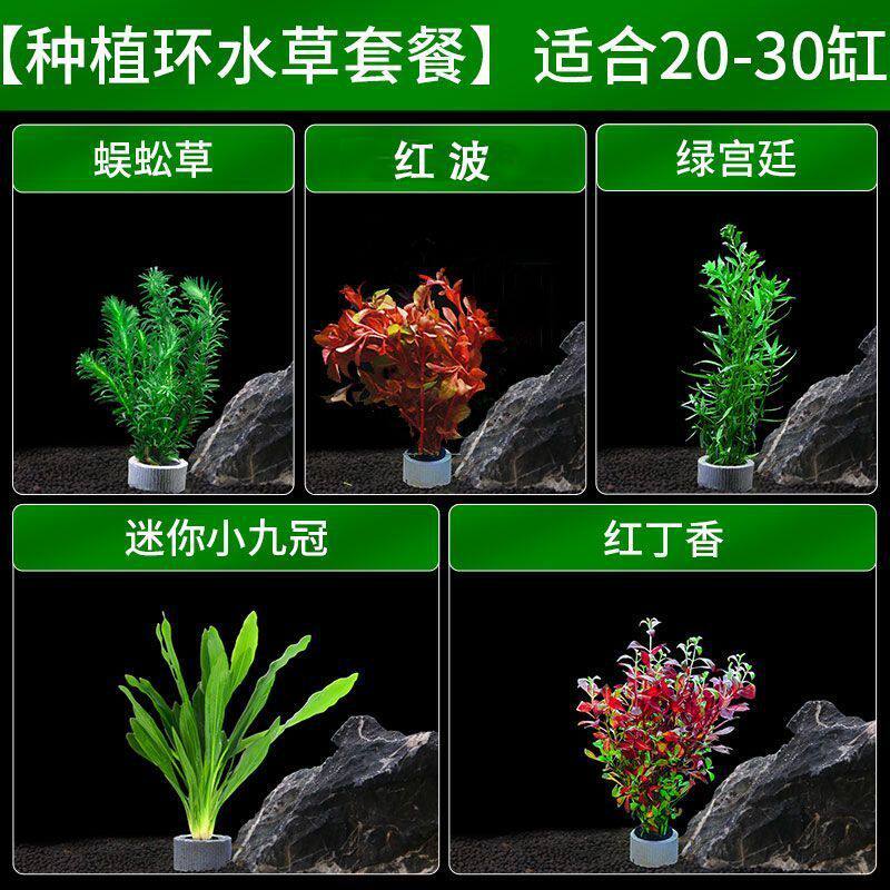 水草鱼缸造景入门套餐懒人阴性增氧红色宫廷九冠耐寒自养