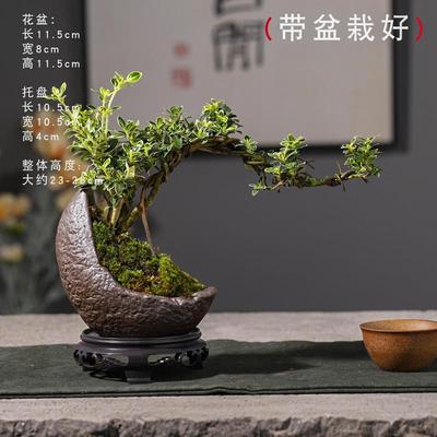 金边六月雪悬崖造型小盆栽植物办公桌面摆件室内开花盆景