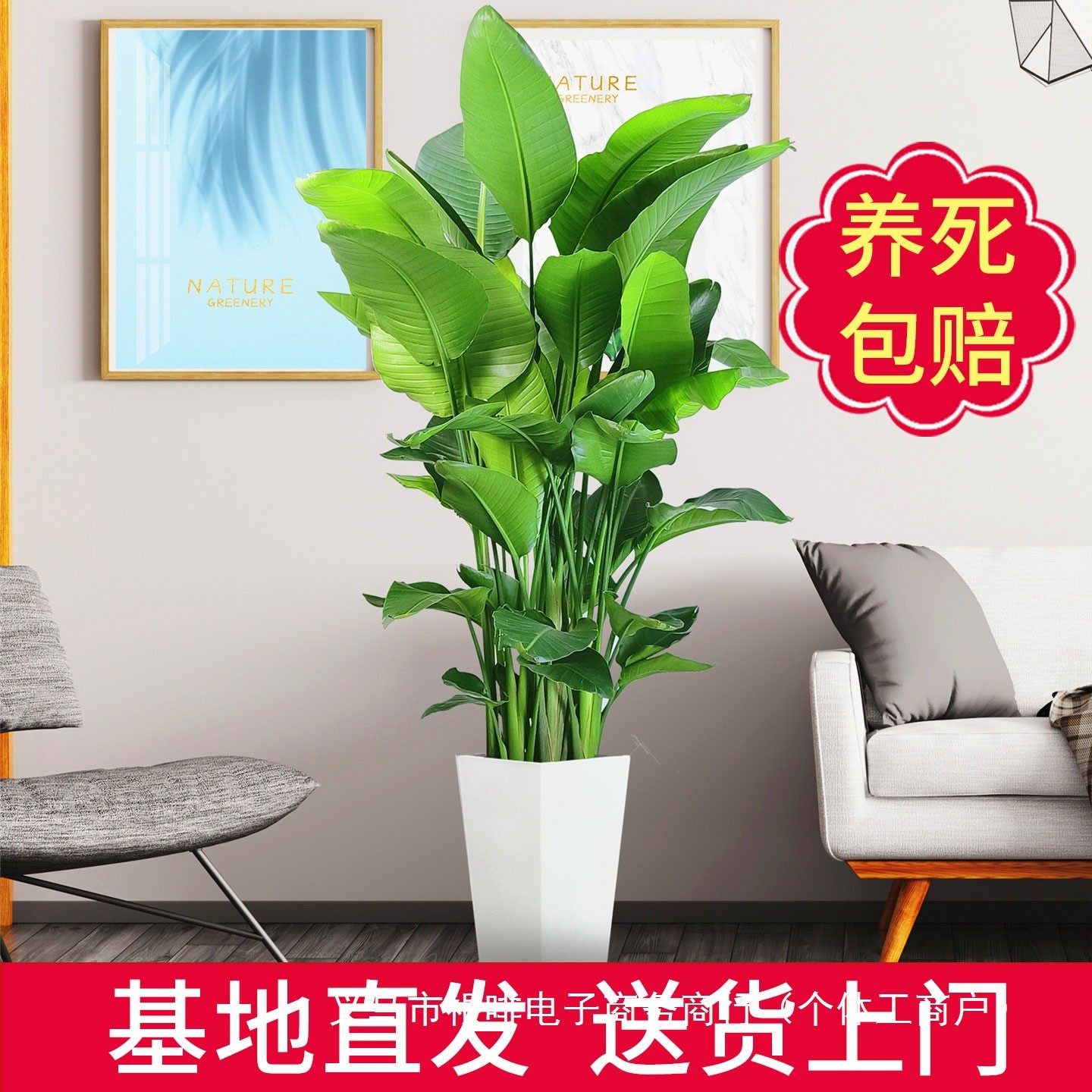 天堂鸟盆栽客厅室内好养大型花卉绿植办公室轻奢绿色植物鹤望