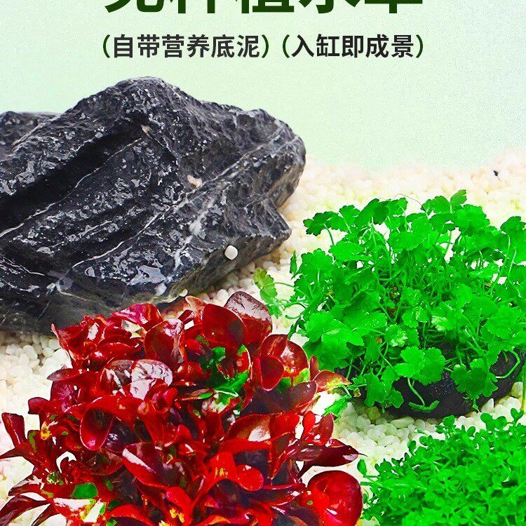 绿菊水草植物鱼缸专用坨草造景增氧阴性水榕养鱼生态缸水培绿植