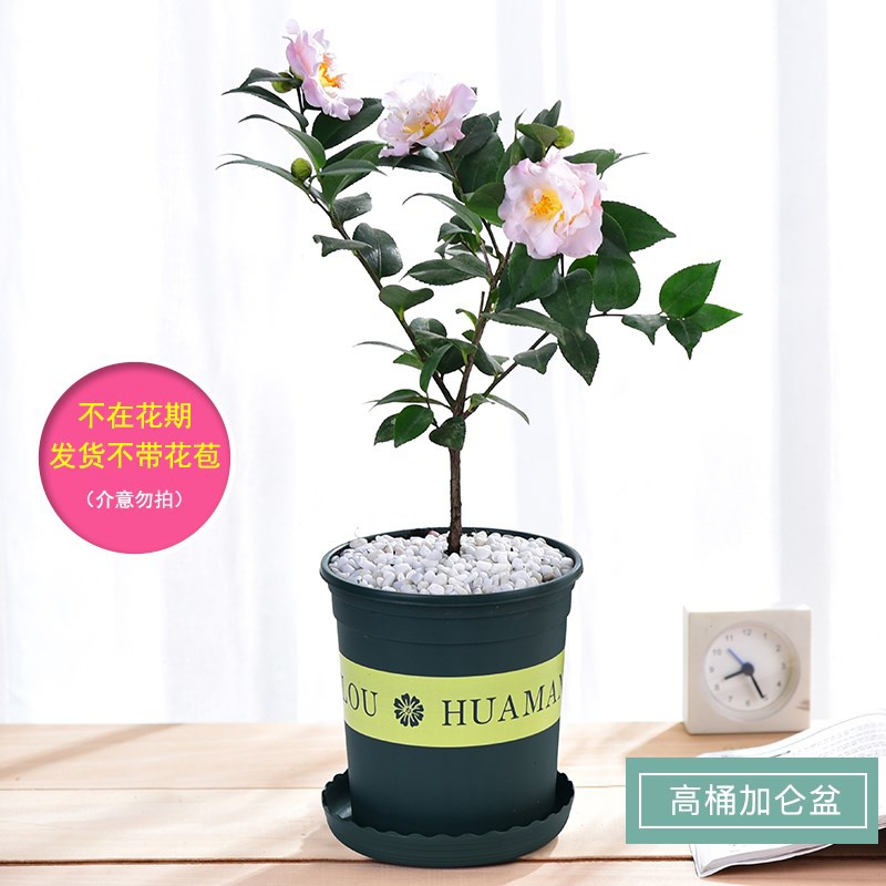 新品四季茶花新品种花卉市场室内家庭懒人好养花夏季