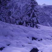 一分钱林林素材