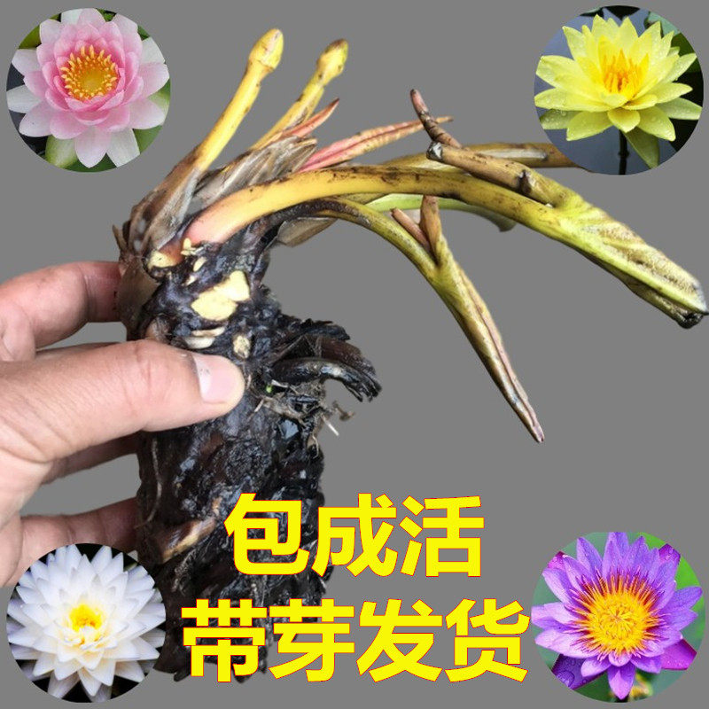 睡莲根块根茎水培植物四季花卉池塘水池水生荷花莲花带牙当年开花