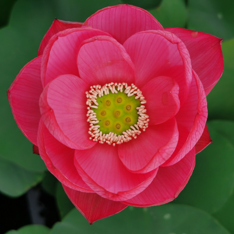 【小中型品种:醉湘云】观赏荷花苗藕苗根苗种藕盆栽藕碗莲