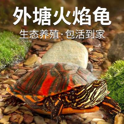 火焰龟乌龟活物深水龟鱼缸观赏龟高级混养适合家养小龟宠物黄耳龟