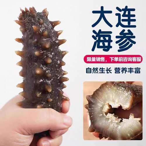 大连鲜活即食海参高品质新鲜冷冻野生深海辽刺参滋补独立包装500g