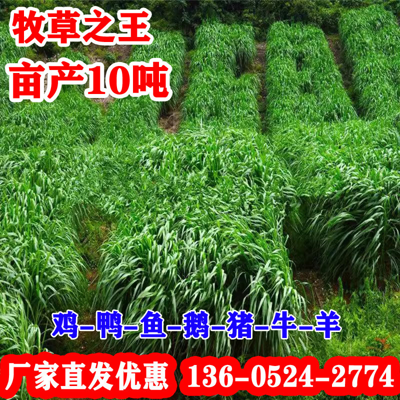 黑麦草种籽四季青多年生耐寒牧草种子鸡鸭牛羊四倍高产黑麦草子种,农用物资,育苗/栽培基质,淘宝优惠券,粉丝福利购,淘宝优惠卷