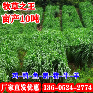 黑麦草种籽四季青多年生耐寒牧草种子鸡鸭牛羊四倍高产黑麦草子种