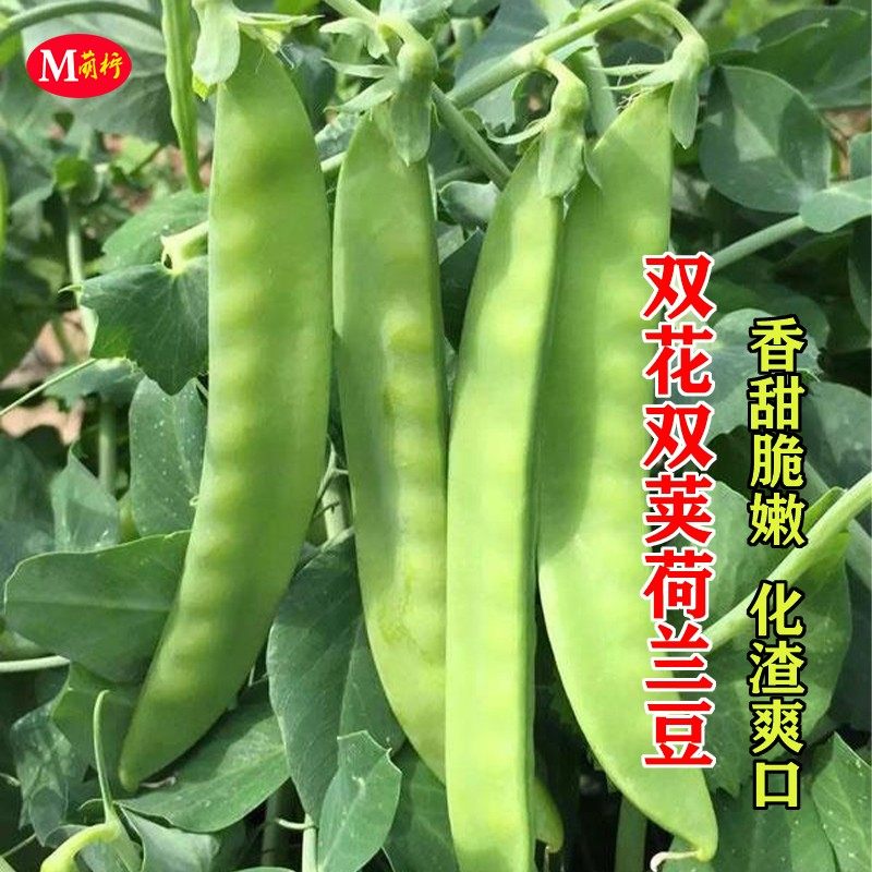 双花双荚软荚荷兰豆种籽高产豌豆种籽秋冬季盆栽农家菜园蔬菜种子,农用物资,育苗/栽培基质,淘宝优惠券,粉丝福利购,淘宝优惠卷