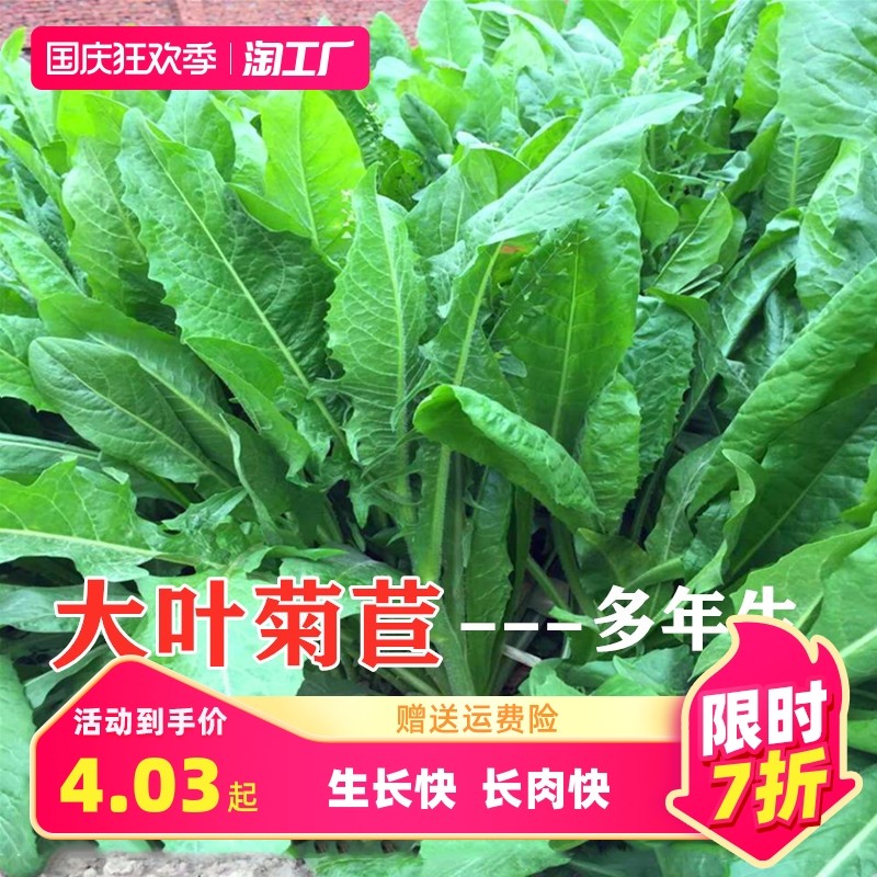 菊苣草种籽大叶兔子草种猪种籽牛鱼鸡鸭鹅养殖四季牧草种子种孑,农用物资,育苗/栽培基质,淘宝优惠券,粉丝福利购,淘宝优惠卷