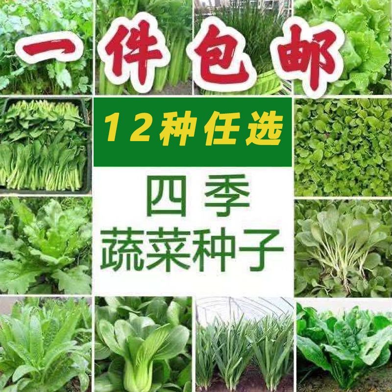 12种蔬菜种子套餐四季易种菜种子阳台盆栽庭院夏秋冬季有机菜种籽