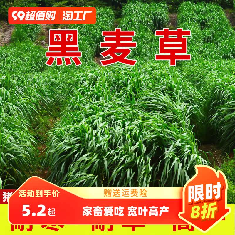 黑麦草种籽子种四季多年生耐寒牧草种子畜牧养殖草种鸡鸭牛羊鱼草,农用物资,育苗/栽培基质,淘宝优惠券,粉丝福利购,淘宝优惠卷