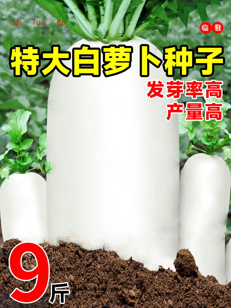 白萝卜种籽大全九斤王特大萝卜种子白皮樱桃萝卜秋季四季蔬菜种孑,农用物资,育苗/栽培基质,淘宝优惠券,粉丝福利购,淘宝优惠卷