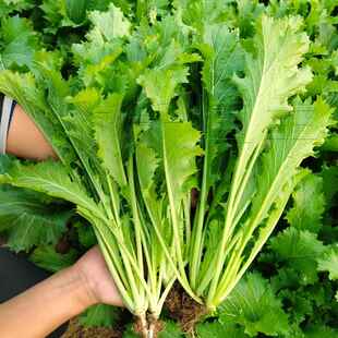 蕻雪里冬子红菜雪秋季菜九头种种种排籽鸟盆庭院栽芥蔬籽菜菜种孑