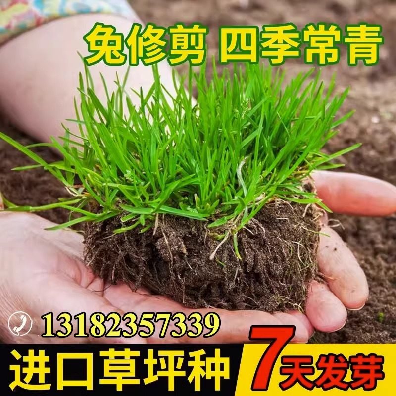 草坪草籽四季常青庭院绿化地毯草种子护坡狗牙根百慕大黑麦草皮孑,农用物资,育苗/栽培基质,淘宝优惠券,粉丝福利购,淘宝优惠卷