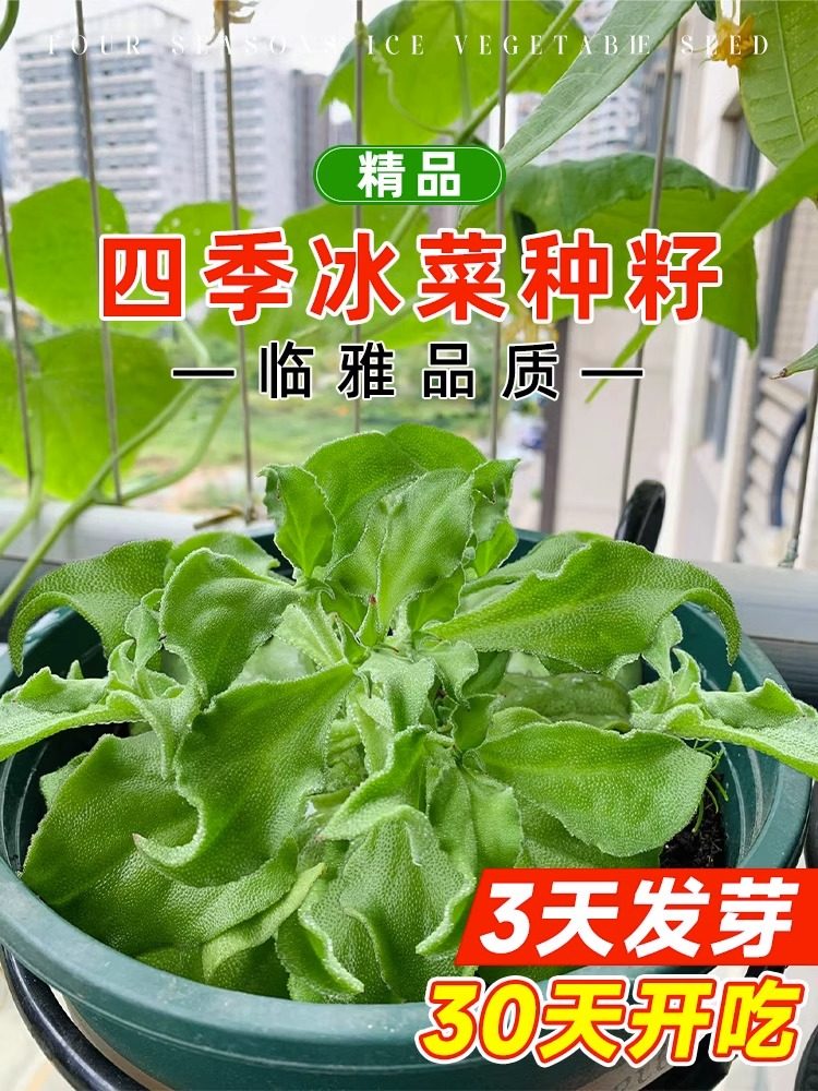 水晶冰菜种子籽孑四季冰草苗秧阳台种植盆栽南方秋冬野菜蔬菜大全,农用物资,育苗/栽培基质,淘宝优惠券,粉丝福利购,淘宝优惠卷