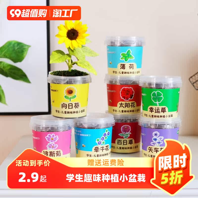学生儿童实验种子观察种植益智小盆栽向日葵四季易活花种籽子种孑,农用物资,育苗/栽培基质,淘宝优惠券,粉丝福利购,淘宝优惠卷