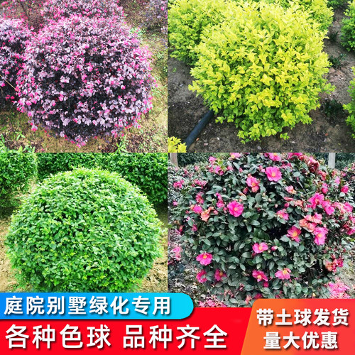 庭院绿化色球点缀四季常青
