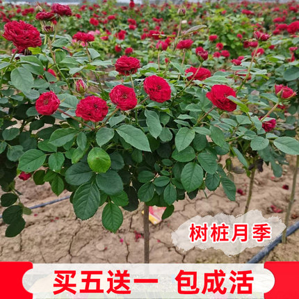 树状棒棒糖月季树形树桩月季花苗植物造型特大花浓香当年开花盆栽