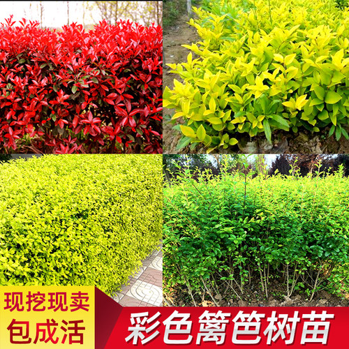 女贞苗红叶石楠冬青树苗篱笆树苗
