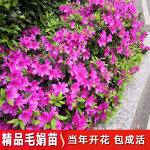 毛杜鹃夏娟毛鹃花苗茶梅苗毛娟映山红小苗花庭院花坛开花植物树苗