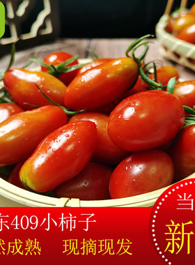 丹东409小柿子非千禧圣女果孕妇新鲜水果蔬菜铁皮草莓花生小番茄