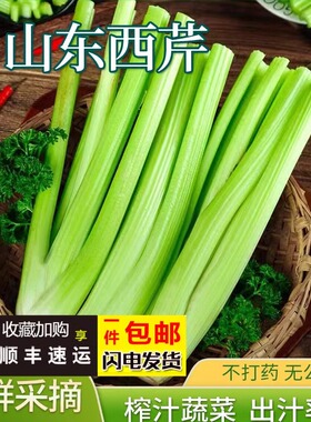 【顺丰冷链】新鲜西芹大棵半叶芹菜榨汁专用山东寿光时令蔬菜3斤5