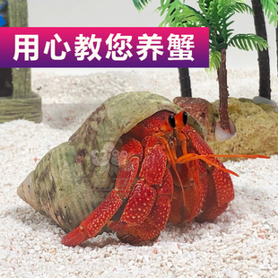 陆生寄居蟹懒人宠物进口观赏蟹紫陆西伯马岛草莓短腕灰白包活包邮