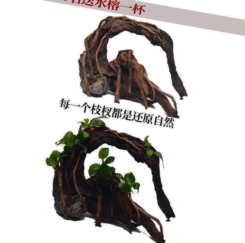 鱼缸造景沉木树森林大号水榕莫斯鱼缸大树根树桩根水榕成流木水.