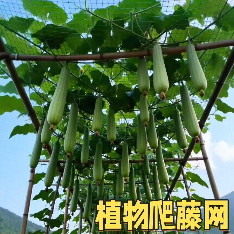 爬藤网植物攀爬网丝瓜黄瓜藤蔓葡萄攀爬架种植网包边苦瓜园艺搭架