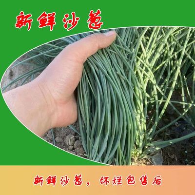 新鲜沙葱采收饺子馅料酒店餐厅饭店火锅食材特色蔬菜